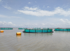 HDPE floating Fish Net...