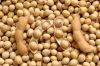 Yellow Soybeans