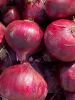 onion red or onion yellow