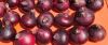 onion red or onion yellow