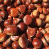 Fragrant Chestnuts
