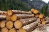 Timber