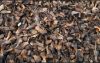 Palm kernel shells 