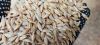 Barley New Crop 2026