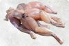 Frozen Frog legs