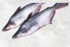 Frozen Pangasius (Swai...