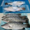 Frozen Barramundi (Sea...