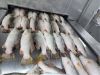 Frozen Barramundi (Sea...