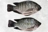 Frozen Tilapia