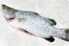 Frozen Barramundi (Sea...