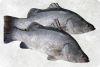 Frozen Barramundi (Sea...