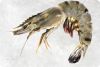 Frozen Shrimp
