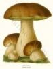 wild mushrooms fresh a...