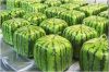 sweet watermelons