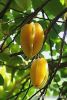 STAR FRUIT (CARAMBOLA)