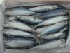 300-500g frozen mackerel fish