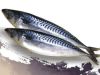 Frozen Mackerel Fish(S...