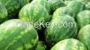 Fresh quality watermelons, grade A