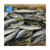 SANFENG SEAFOOD Frozen Horse Mackerel Frozen Fish for Thai Round scad export 