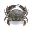 Premium Quality Exported Live or Frozen Mud Crab Male Or Female Fresh Crabs For Wholesale Fresh Live Crab Live