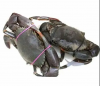 Premium Quality Exported Live or Frozen Mud Crab Male Or Female Fresh Crabs For Wholesale Fresh Live Crab Live
