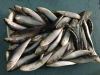 Buy Fresh Sardines Onl...