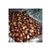 Fresh chestnut healthy...