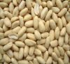 wholesale dried natural color peanuts shelled for sale packing in cartons roasted groundnuts  peanuts  raw peanuts