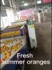 fresh lime fresh lemons fresh mandarins fresh valencia oranges sweet fresh large oranges navel mandarin