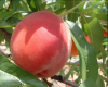 Peach in High Quality ...