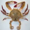 Alaskan King Crabs / Frozen King Crab Legs