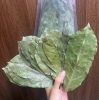 DRIED SOURSOP LEAVES F...