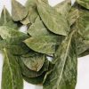 TROPICAL LEAF TEA CUTS...