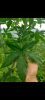 China herbs Organic Ra...
