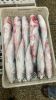 Fresh & Frozen Fis...