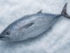 frozen skipjack tuna