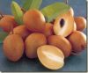 Rocket  Sapodilla