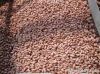 Peanut Kernals New Crop