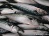 Seafood Frozen Mackere...