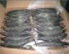 Frozen Mackerel fish