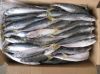 frozen mackerel fish