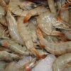FROZEN PRAWNS / FROZEN...