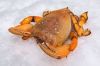 Live and frozen crabs