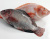 Tilapia Frozen Black a...