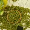green gram vigna green...