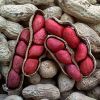 Blanched Peanut Kernel...