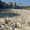 Wholesale Dried Squid ...