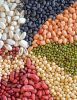 Pulses - Legumes