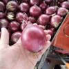 New Crop Red Yellow Onion Fresh Vegetables Fresh Onion Wholesale Sale Fresh Onions