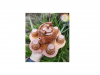 Coconut Wooden tea cup...